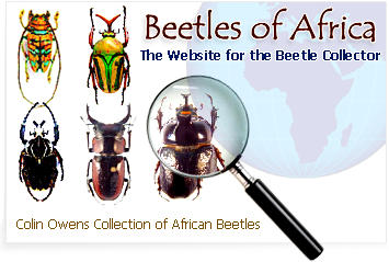 Colin Owens Collection of African Beetles.